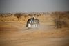 Na jugozahodu Libije odkrili množično grobišče z najmanj 65 trupli
