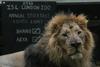 V londonskem živalskem vrtu so se razveselili treh ogroženih levjih mladičev