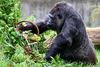 V berlinskem živalskem vrtu praznujejo 67. rojstni dan gorile Fatou