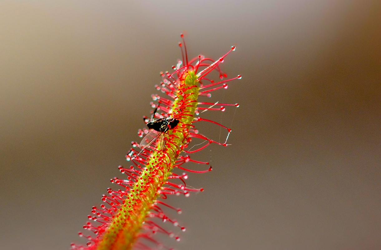 Drosera, mesojedka si!