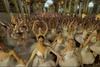 Guinnessov svetovni rekord: na prste se je postavilo 353 balerin