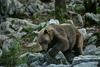 V bližini Gardskega jezera medved napadel francoskega turista