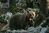 Ministrstvo na predlog stroke odredilo odstrel 176 medvedov