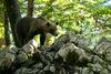 V Romuniji medved napadel 19-letno pohodnico, ki je nato umrla