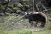 Turista aggredito da un orso in Trentino