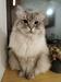 Izgubljena žival: ruska sibirska mačka (Kranj)