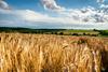Evroposlanci podprli spremembe skupne kmetijske politike za razbremenitev kmetov