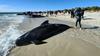 Neverjeten razplet v Avstraliji: Več kot so nasedlih kitov se je vrnilo nazaj v morje