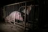 Slovenija proti kletkam: društvo AETP zahteva prepoved nevzdržnih pogojev za svinje in kokoši