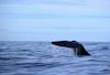 Japonska dovolila ulov brazdastih kitov: Kiti so pomemben vir prehrane