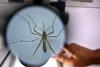 Po Evropi se širijo tigrasti komarji, zaradi katerih se povečuje število primerov denge