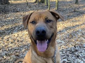 Bron išče dom. Foto: MMC RTV SLO/Zavetišče za živali Maribor