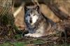 Volkovi v francoskem živalskem parku napadli žensko