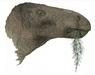 Skoraj popolna najdba: na otoku Wight našli skoraj celotno okostje prej neznanega dinozavra
