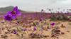 V čilski puščavi nenavadno hitro zacvetele prve cvetlice