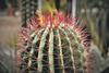 Kaktus z rdečimi bodicami