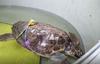 Morska bolnišnica v Marini di Ravenna poskrbi tudi za poškodovane želve