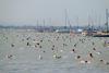 Več kot 11.000 plavalcev na preizkušnji v Blatnem jezeru