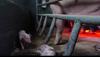 Društvo AETP s skritimi posnetki razkriva grozljive razmere živalskih farm