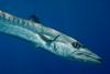 Pescatore attaccato da un barracuda