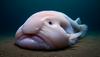 Neverjetna morska žival: Blobfish (blob)