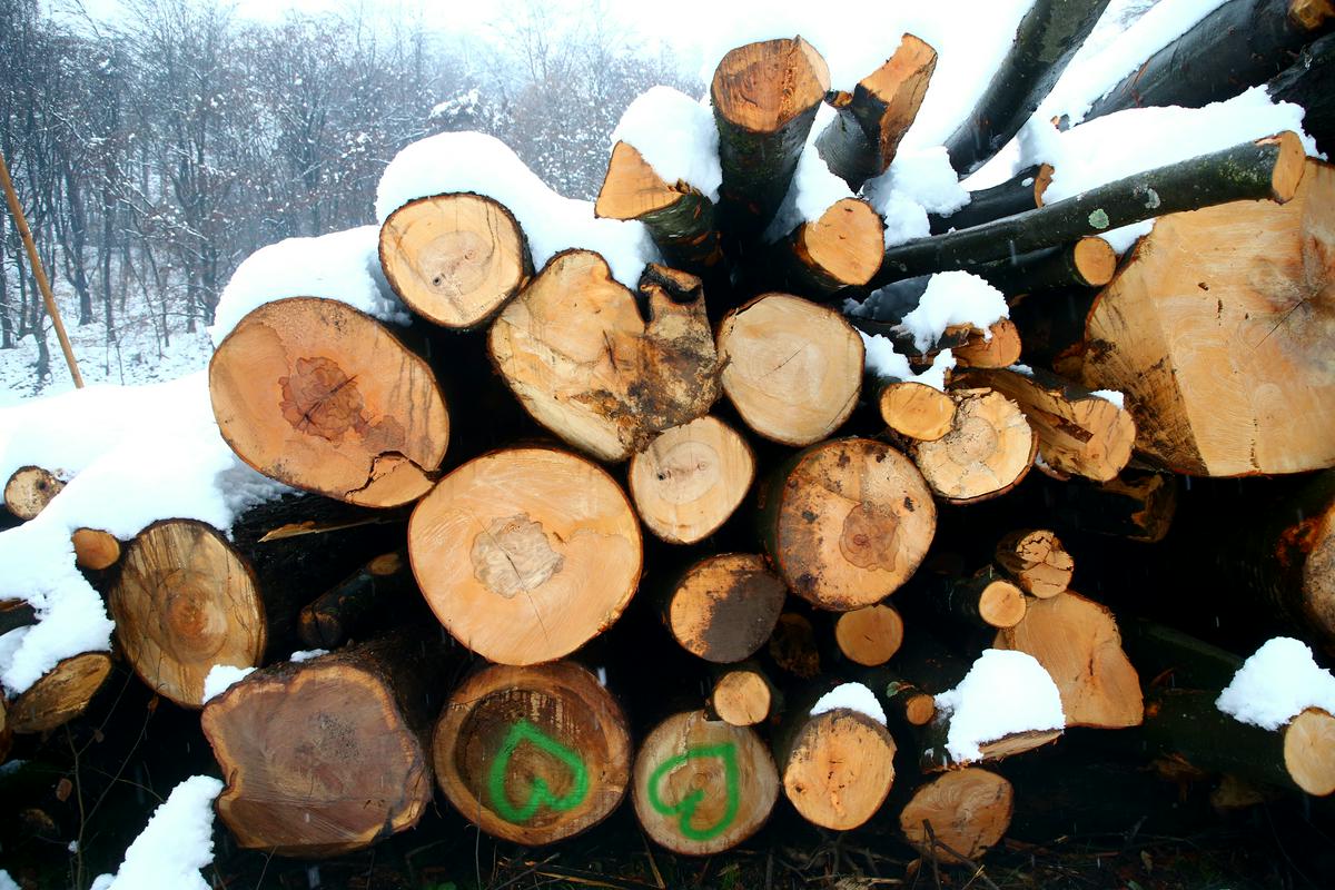 Pri sečnji lesa se je smrtno ponesrečil 41-letni moški