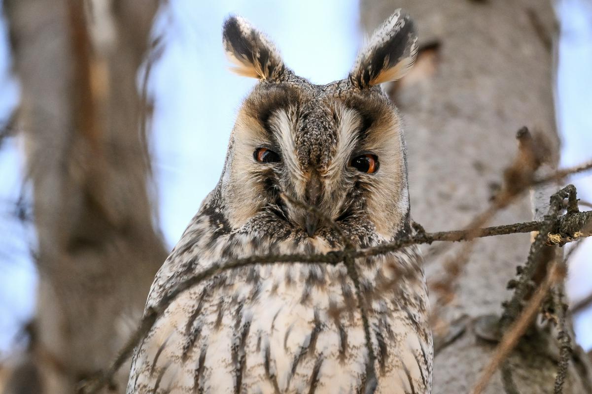 Sova odgovarja na očitke: nova pooblastila le ob točno določenih pogojih