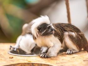  Foto: Tropska hiša Celje/Svit Pintar