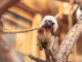  Foto: Tropska hiša Celje/Svit Pintar