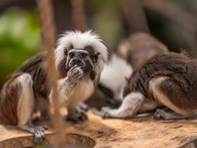  Foto: Tropska hiša Celje/Svit Pintar