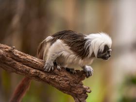  Foto: Tropska hiša Celje/Svit Pintar
