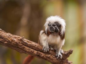  Foto: Tropska hiša Celje/Svit Pintar