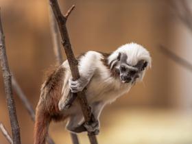  Foto: Tropska hiša Celje/Svit Pintar