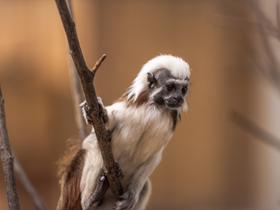  Foto: Tropska hiša Celje/Svit Pintar