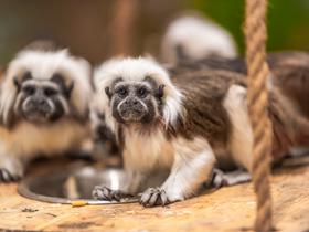  Foto: Tropska hiša Celje/Svit Pintar