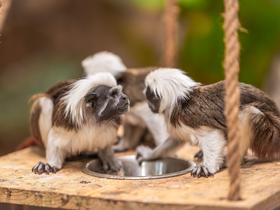  Foto: Tropska hiša Celje/Svit Pintar