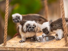  Foto: Tropska hiša Celje/Svit Pintar