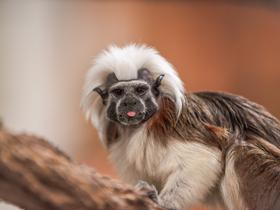  Foto: Tropska hiša Celje/Svit Pintar