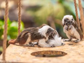  Foto: Tropska hiša Celje/Svit Pintar