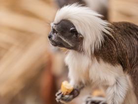  Foto: Tropska hiša Celje/Svit Pintar