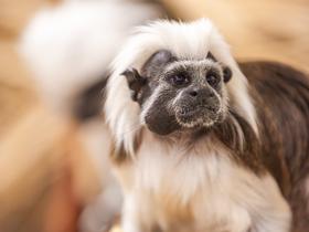  Foto: Tropska hiša Celje/Svit Pintar