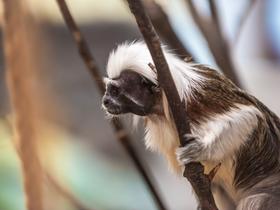  Foto: Tropska hiša Celje/Svit Pintar
