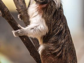  Foto: Tropska hiša Celje/Svit Pintar