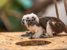  Foto: Tropska hiša Celje/Svit Pintar