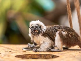  Foto: Tropska hiša Celje/Svit Pintar