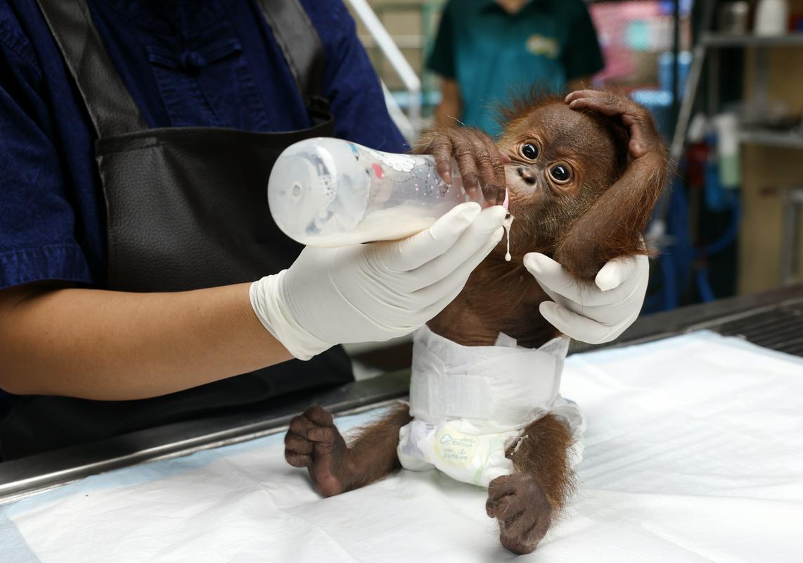 Na Tajskem aretirali moškega, ki je tihotapil ogrožena orangutana