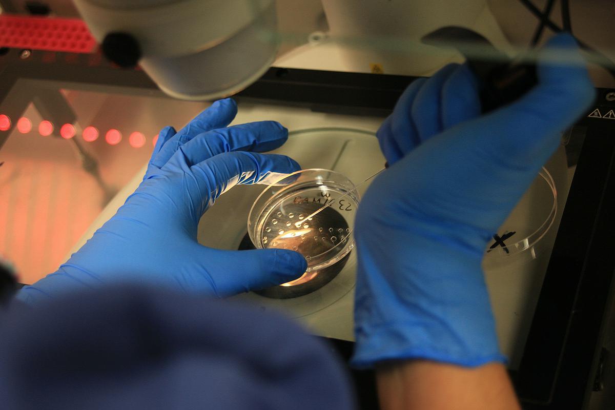 Koalicija: Referendum o oploditvi z biomedicinsko pomočjo ni dopusten