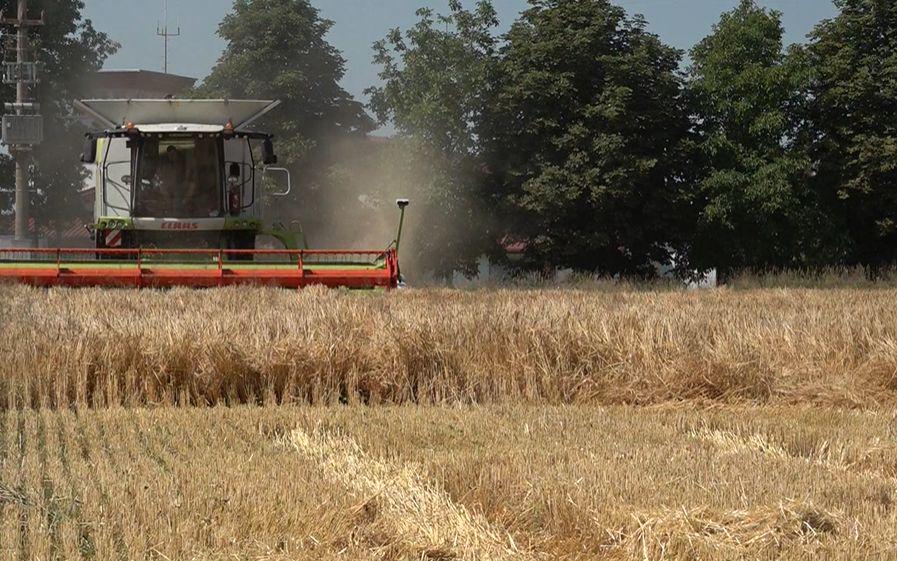 Letina pšenice kljub suši dobra, slabša kot lani pa je odkupna cena