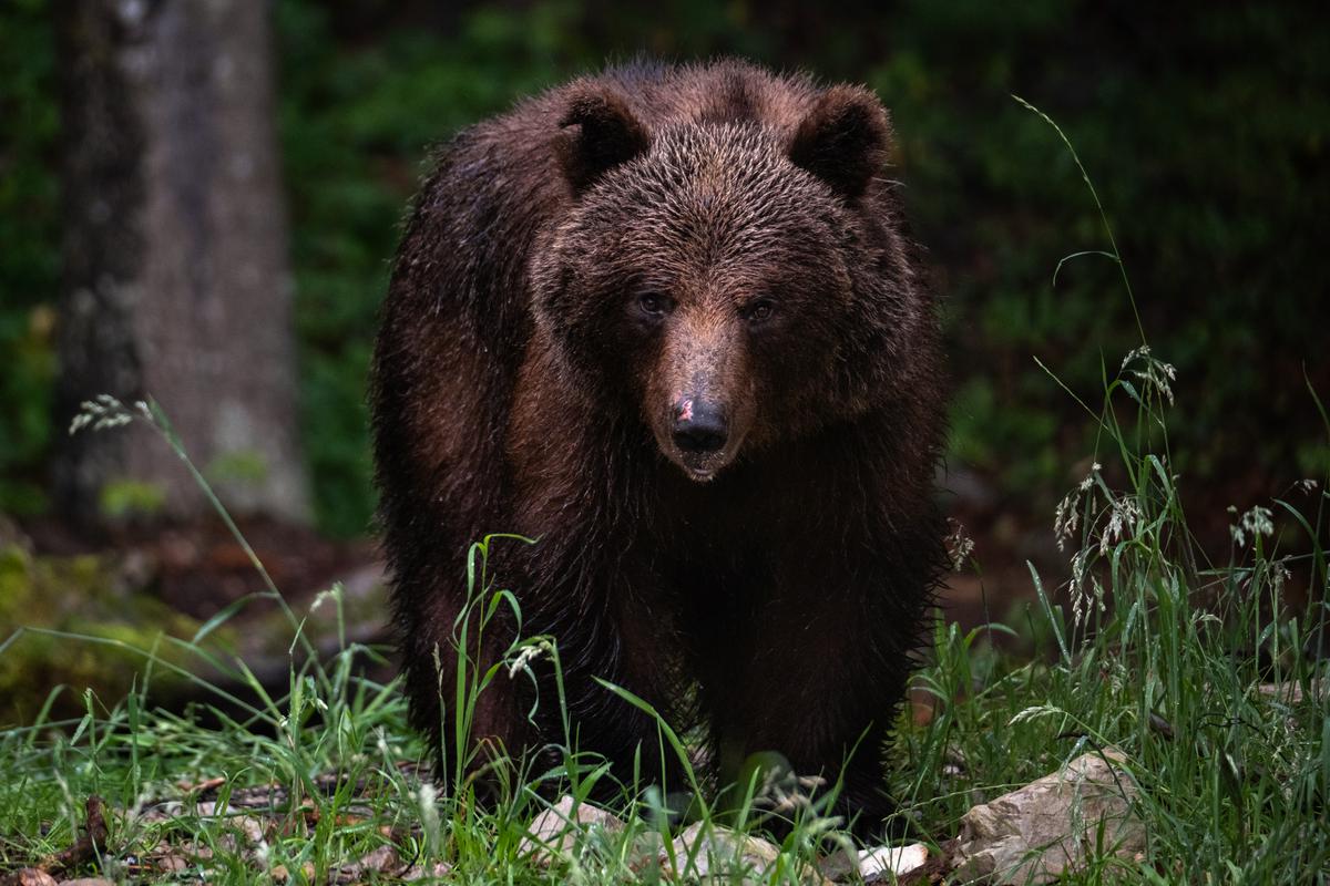 V bližini Rakitne se zadržuje medvedka z mladičem, ki v iskanju hrane prihaja tudi v naselje