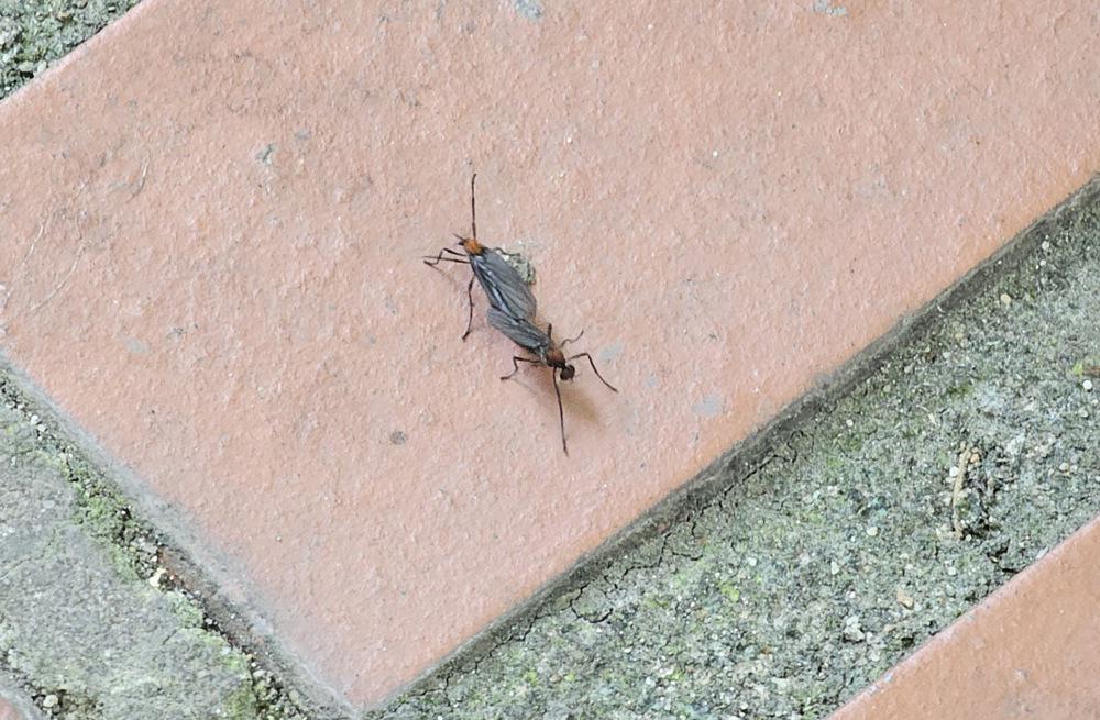 Seul prekrile preproge žuželk, prebivalci se zgražajo